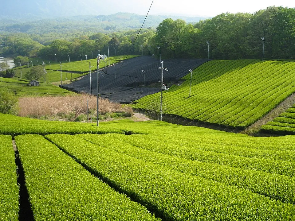 Kyoto Bucket List: 25 Amazing Things to Do (2026)